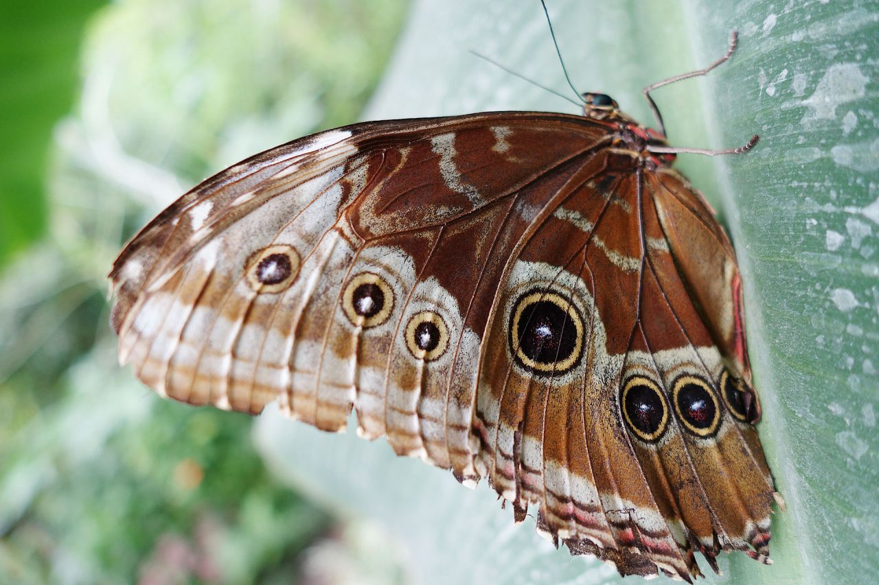 Papilonia Lipno